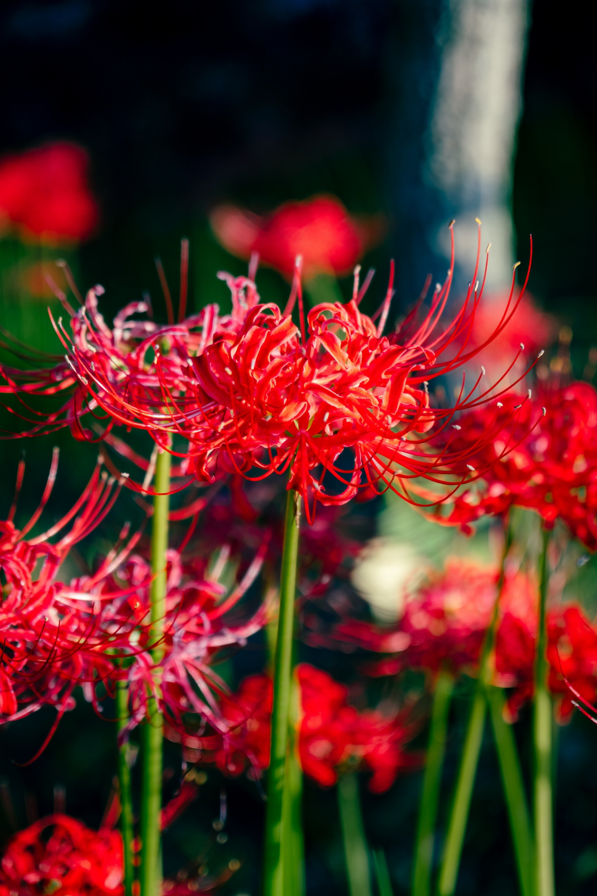 red spider lily care
