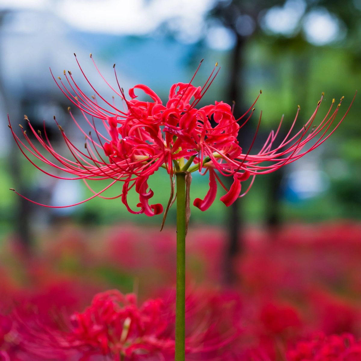 red spider lily field.jpg