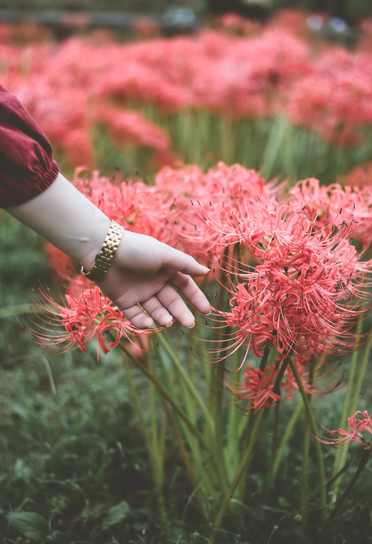 red spider lily meaning