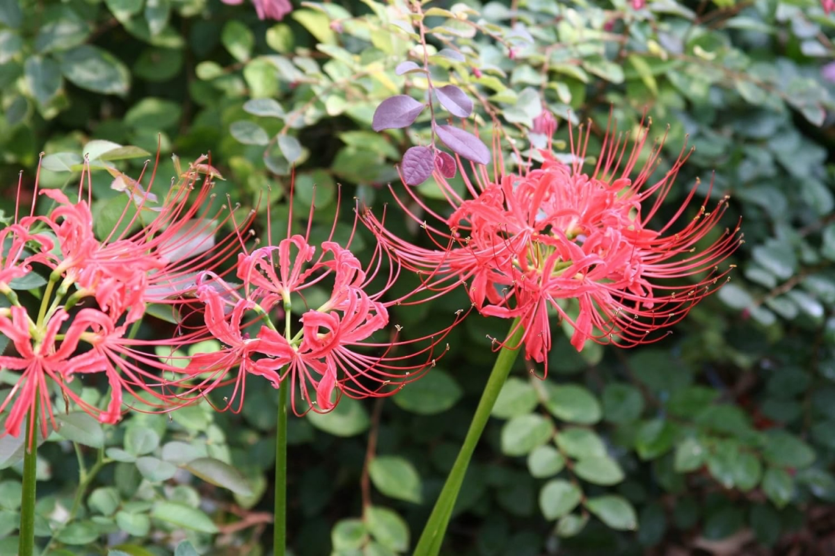 red spider lily scientific name