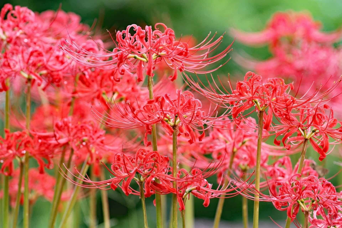 red spider lily spiritual meaning