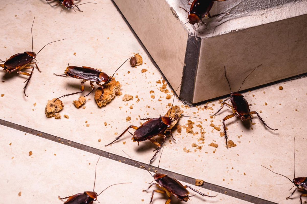 roaches eating food of the floor