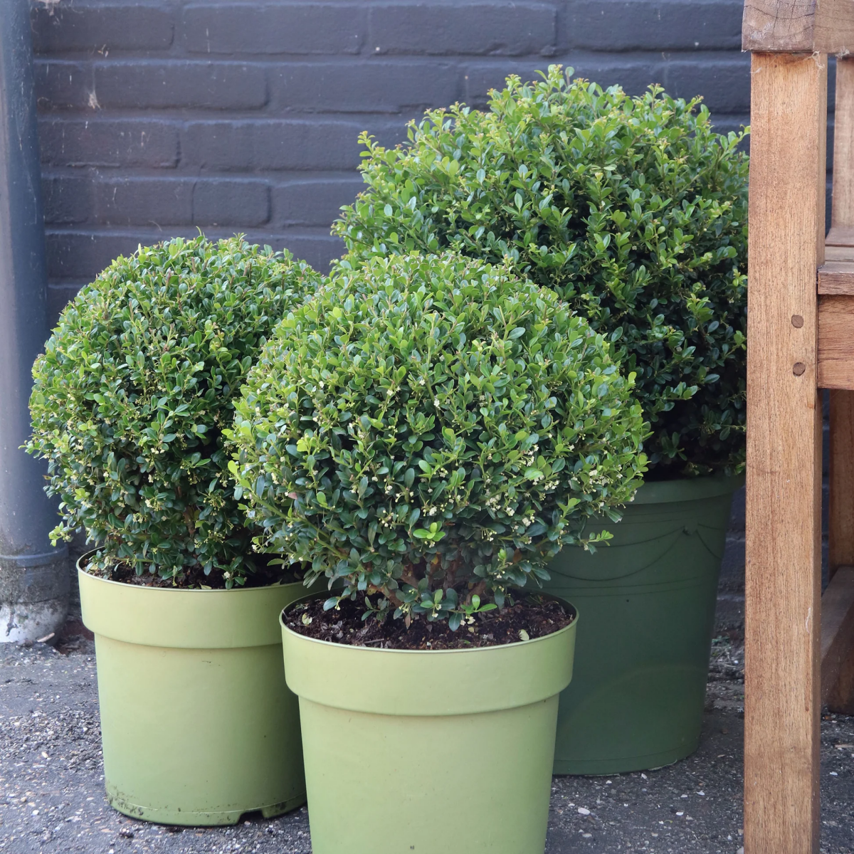 round japanese holly shrubs in pots