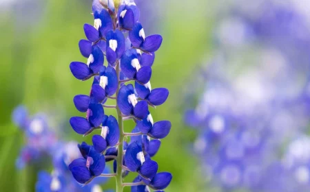 single bluebonnet flower