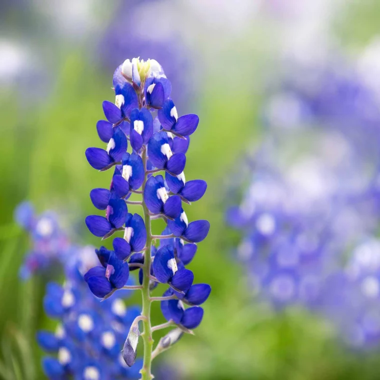 single bluebonnet flower