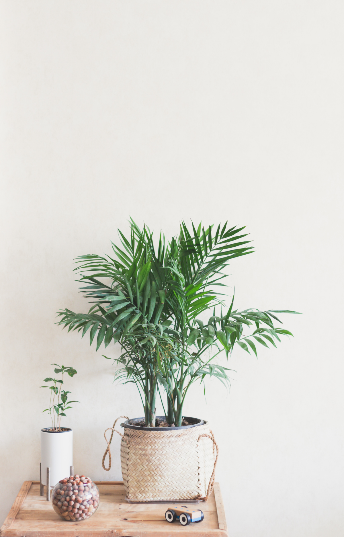 small areca palm indoors