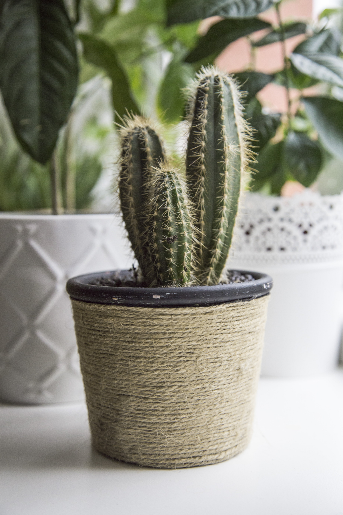 small cacti in a pot