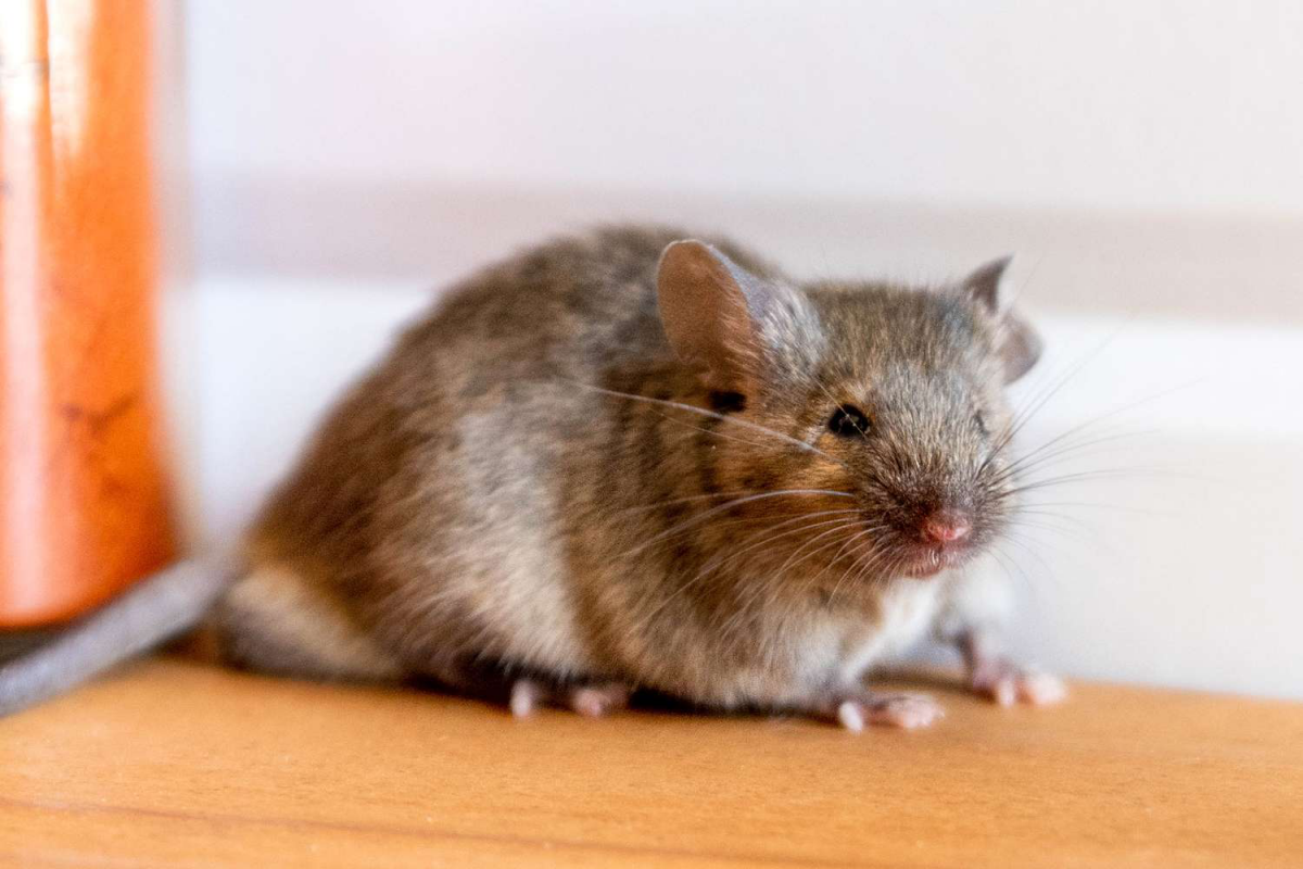 small common house mouse