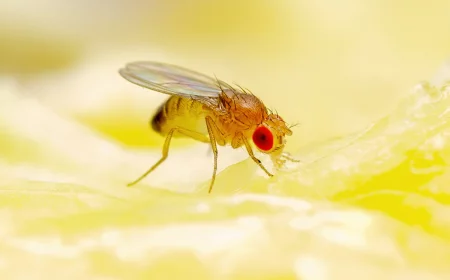 small fly eating on fruit