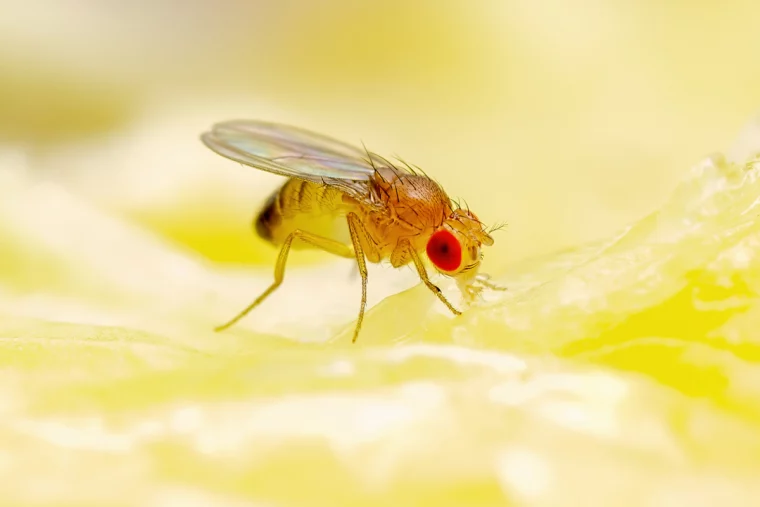 small fly eating on fruit