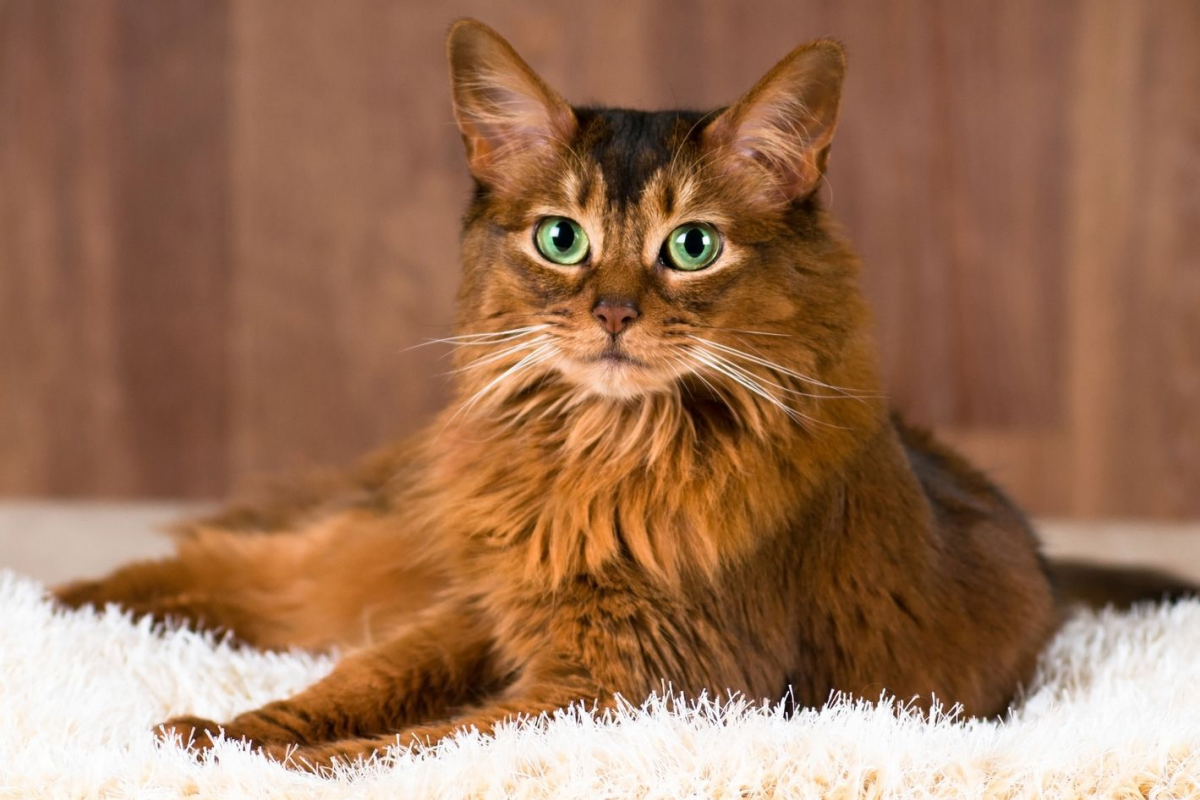somali cat in brown with green eyes