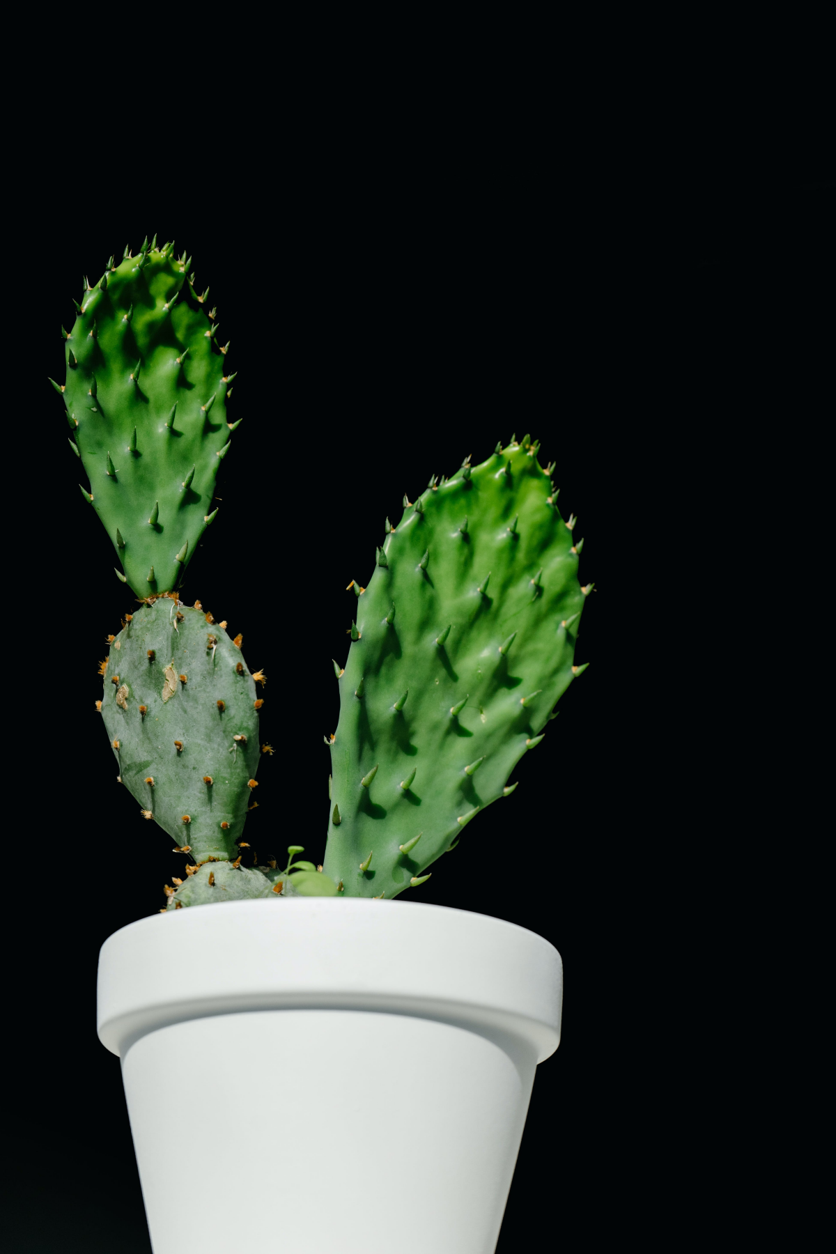 spiky cactus in white pot