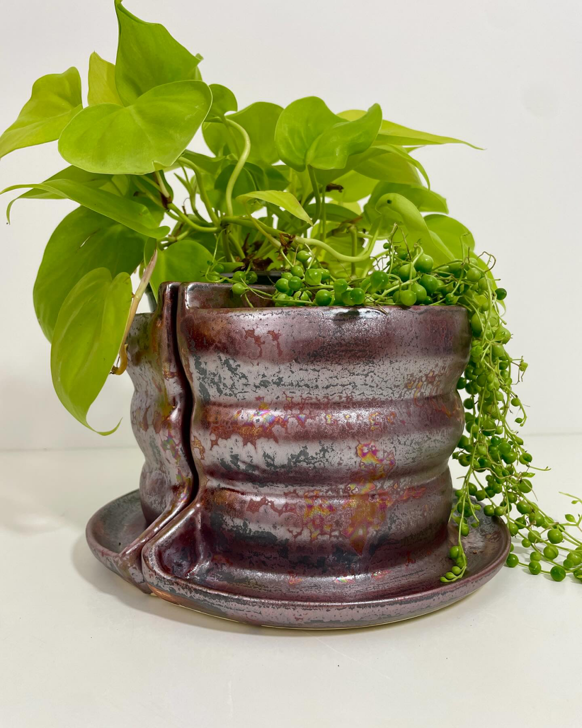 split pot for plant