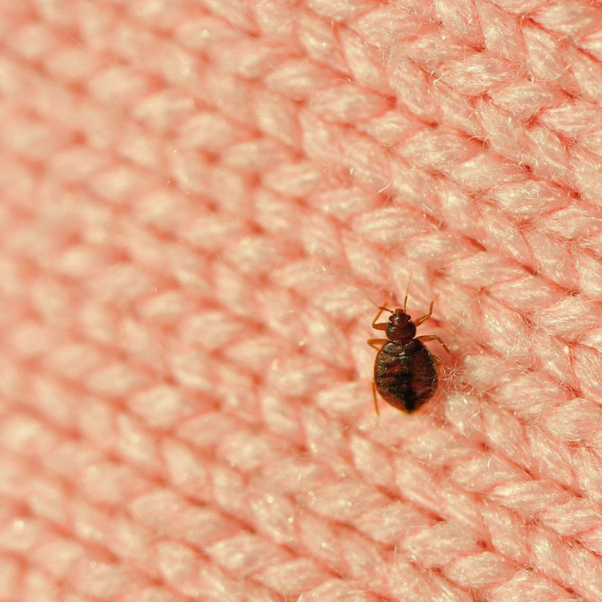 sprays for bed bugs