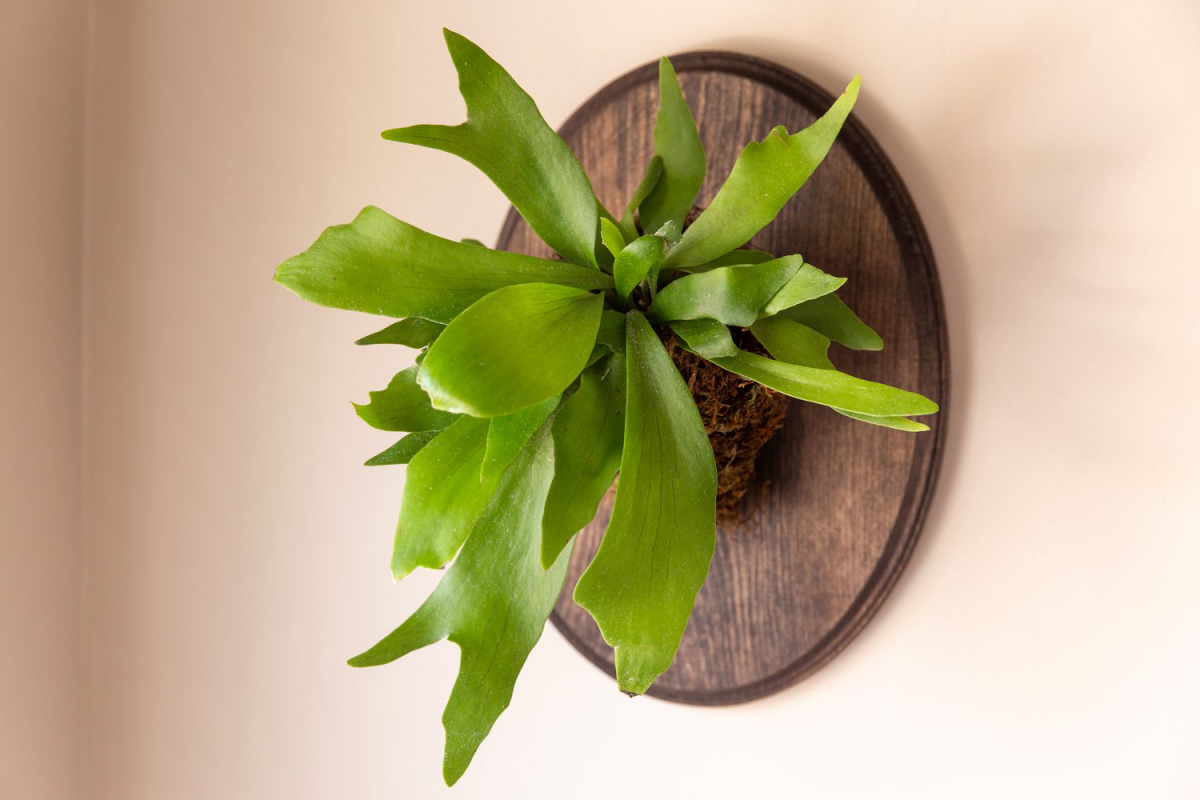 staghorn fern wall mounted