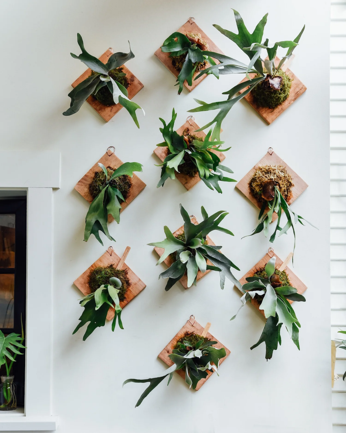 staghorn ferns mounted on white wall