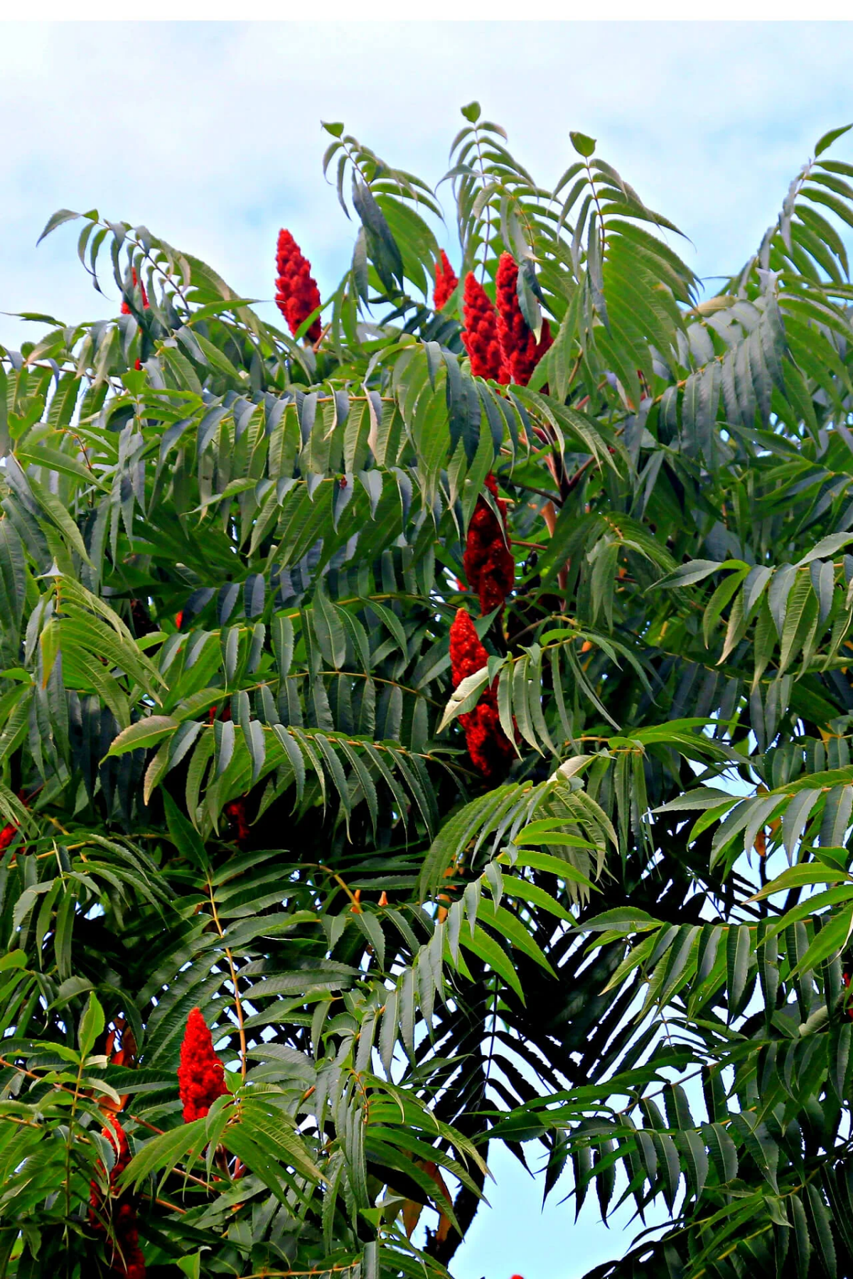 staghorn tree tall