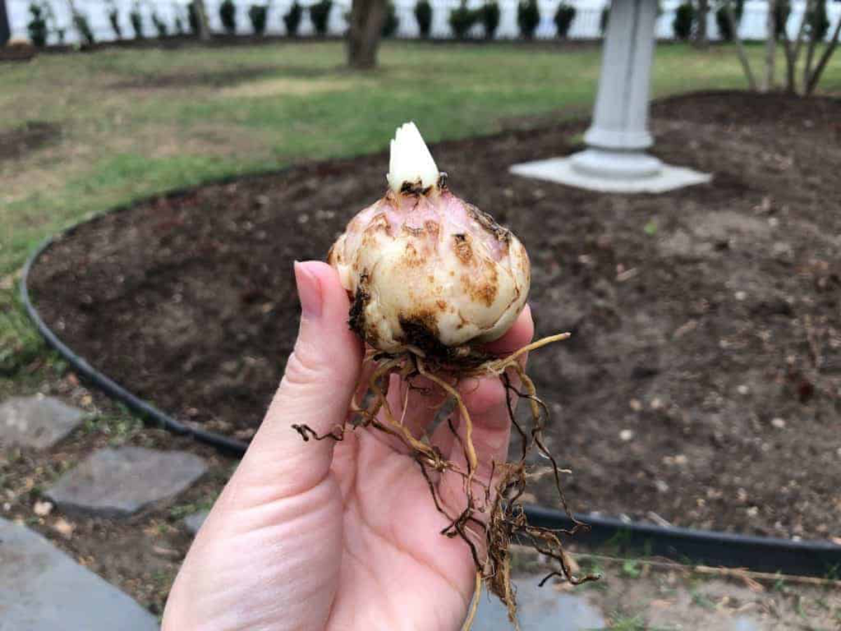 stargazer lilies bulb before soil