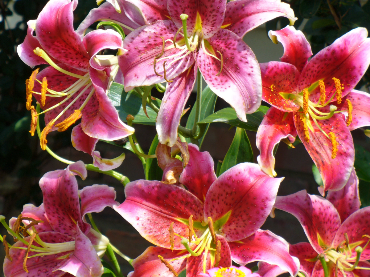 stargazer lilies in a bunch