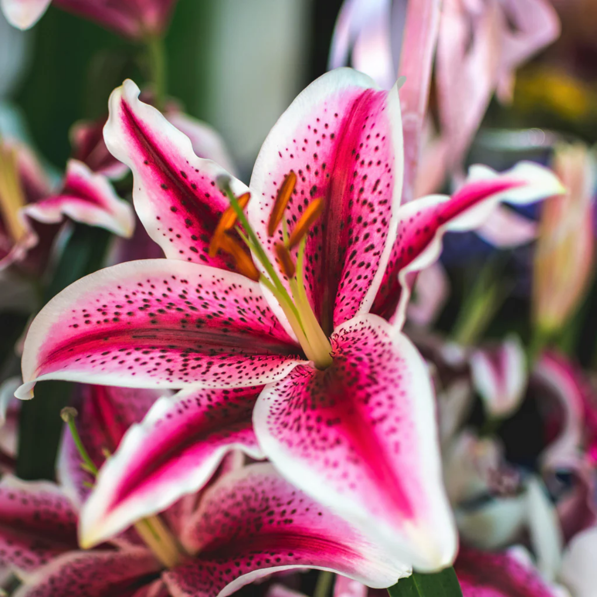 The Beautiful Stargazer Lily: A Comprehensive Care Guide