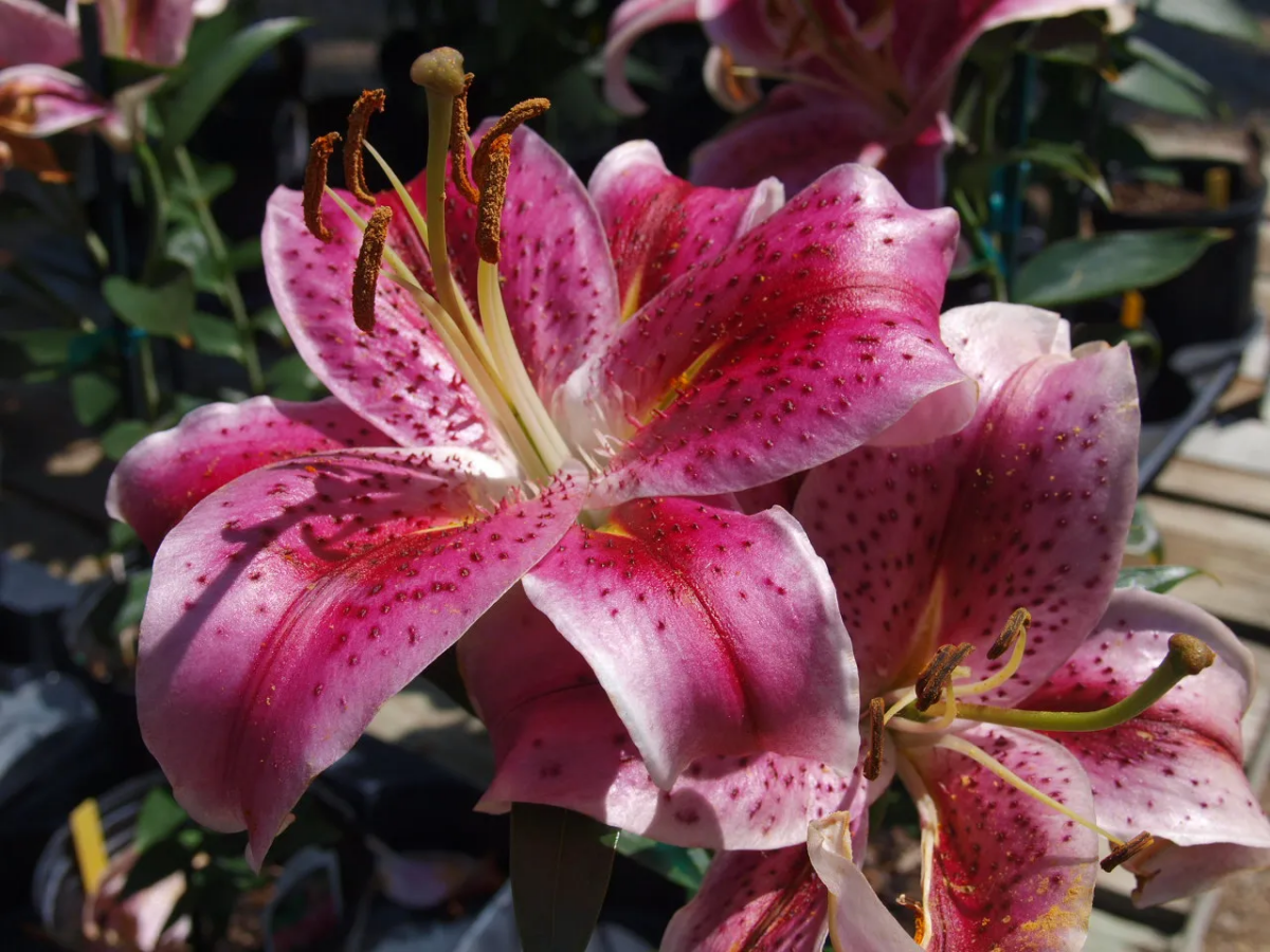 stargazer lily in pink and white