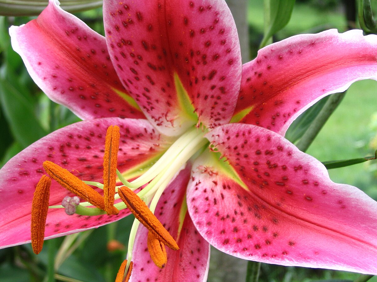 stargazer lily up close