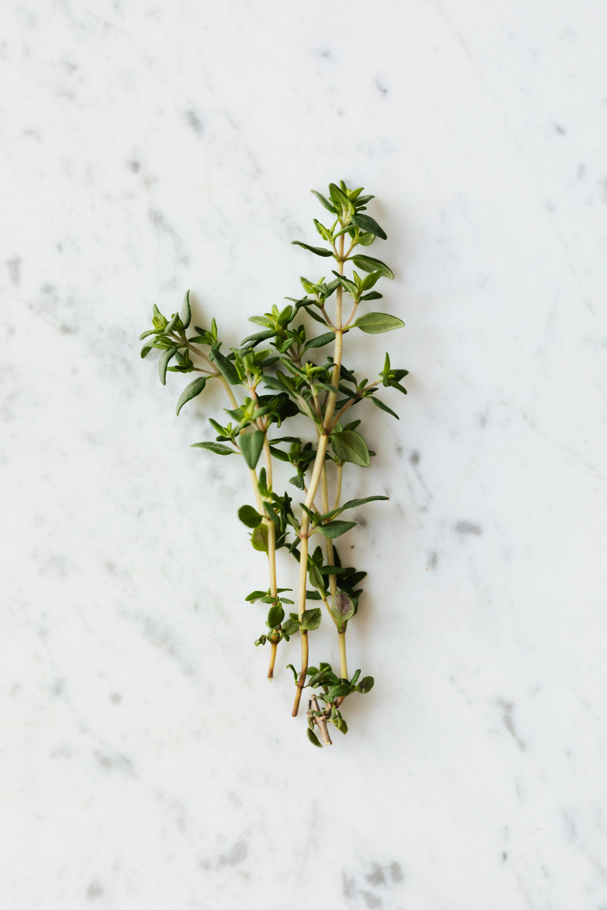 strig of thyme
