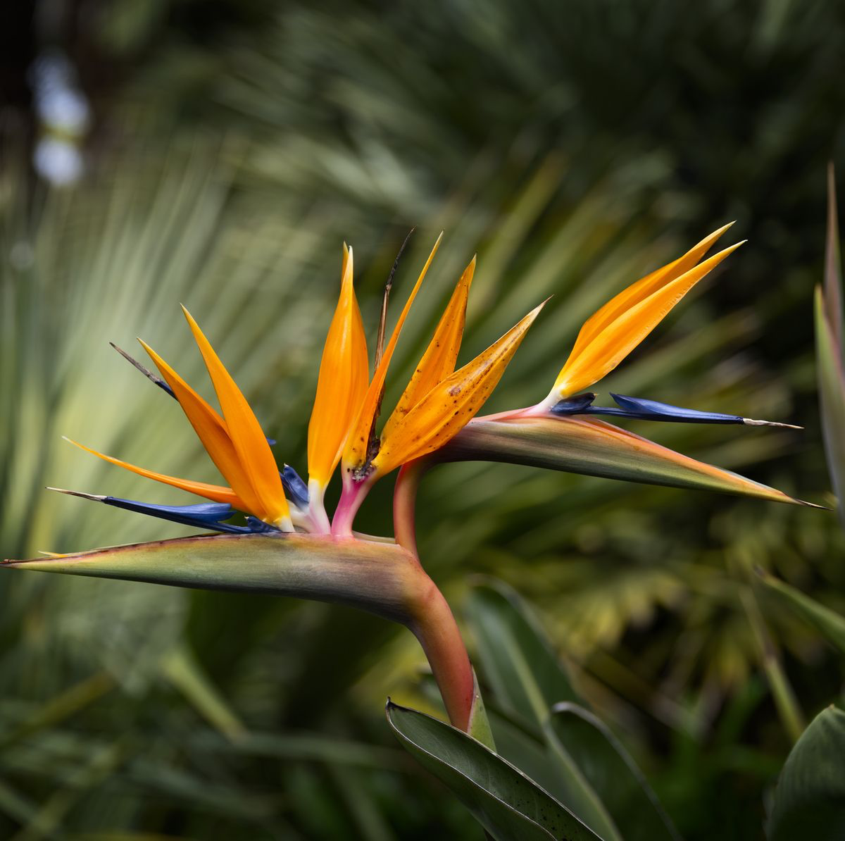 stunning birds of paradise flowers