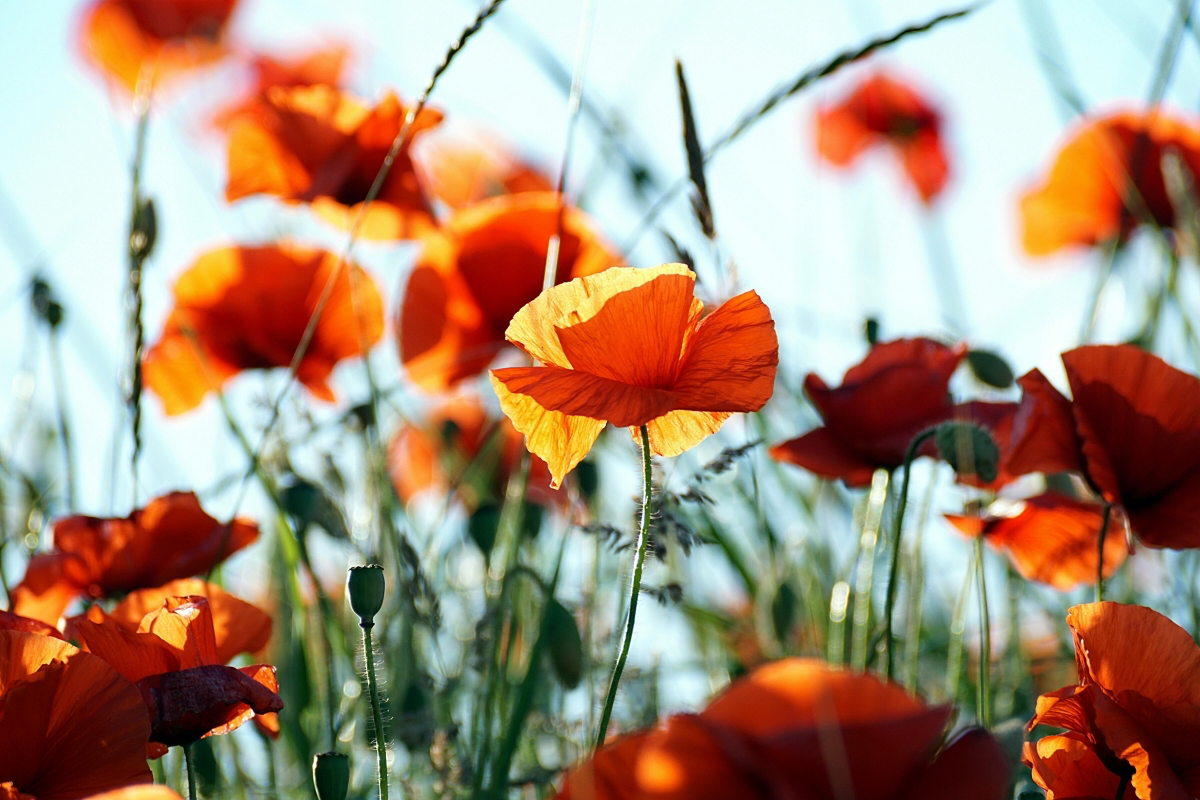 taking care of poppies guide