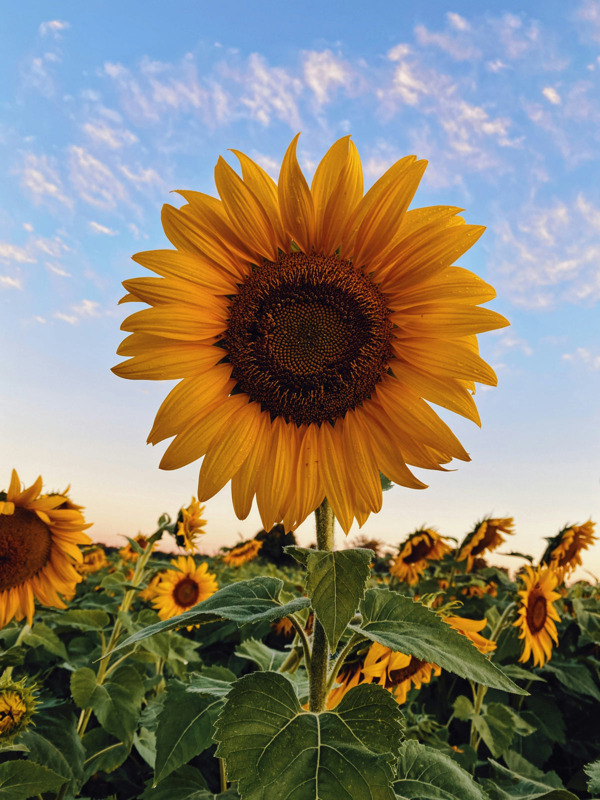 tall flowers sunflower in field