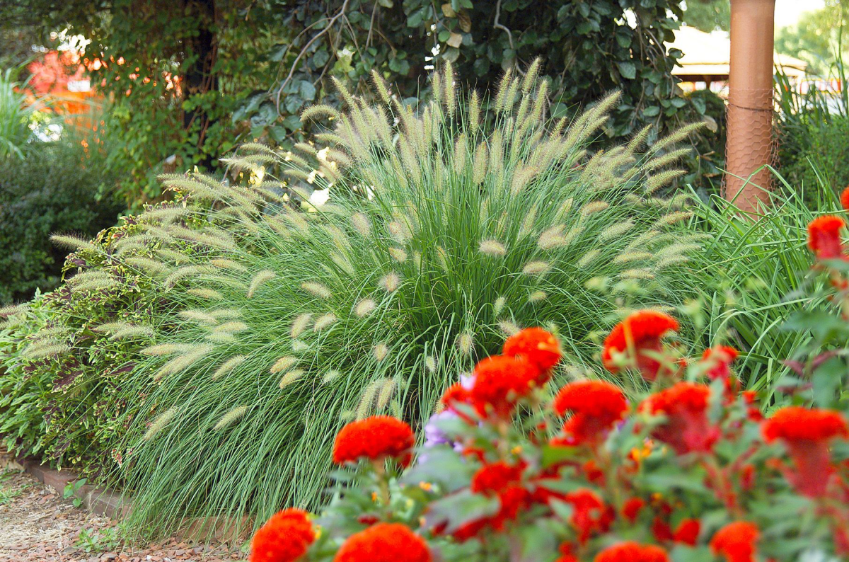 tall fluffy ornamental grasses