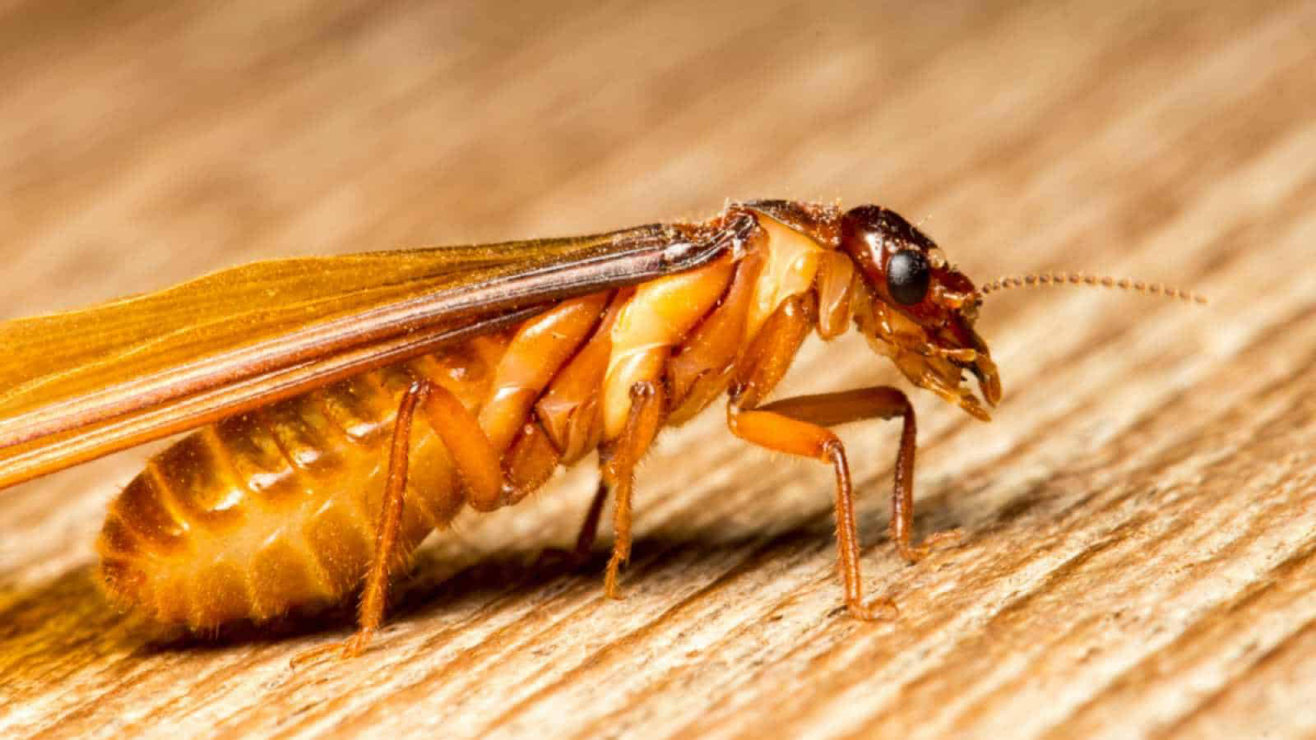termite bug with wings