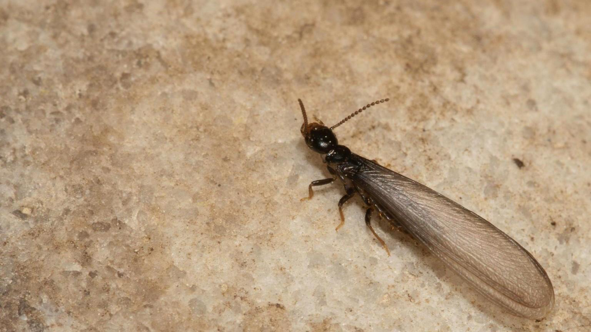 termite dark with wings