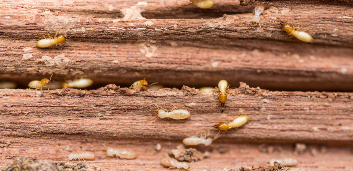 termites in wood