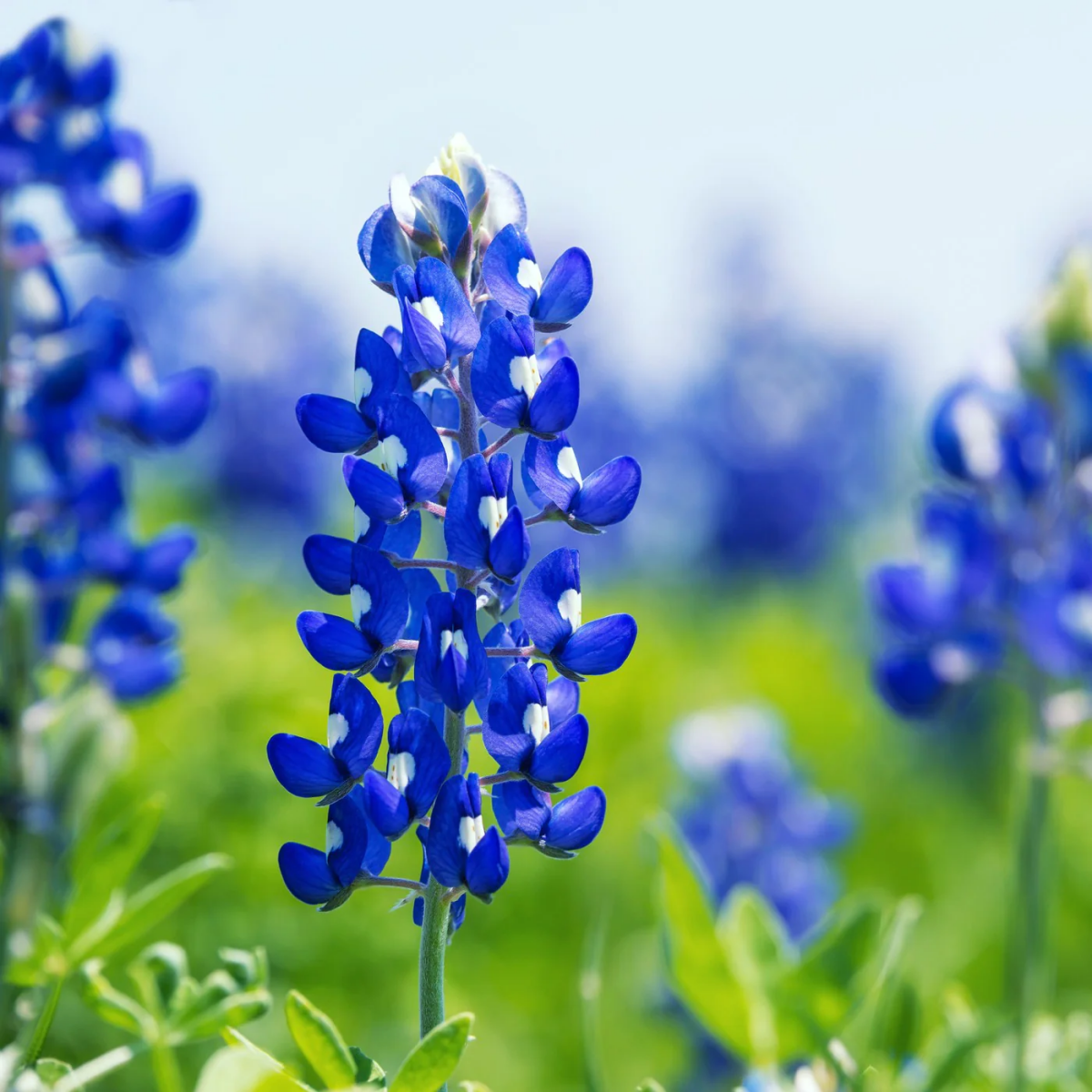 texas bluebonnet flower