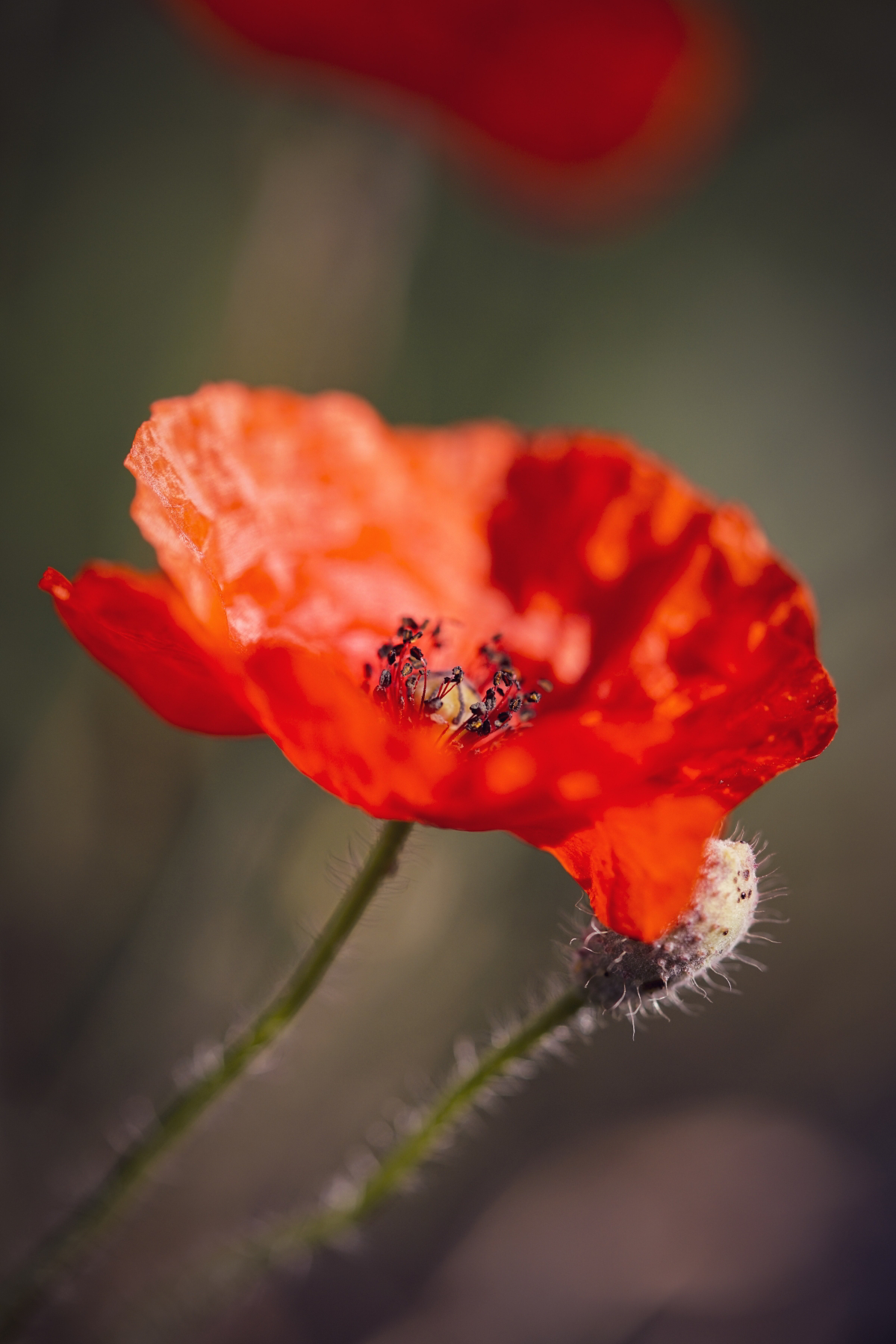 the meaning of the poppy flower
