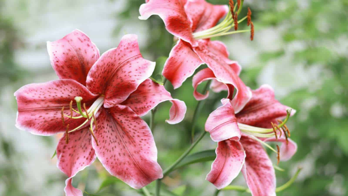 three pink stargazer lilies