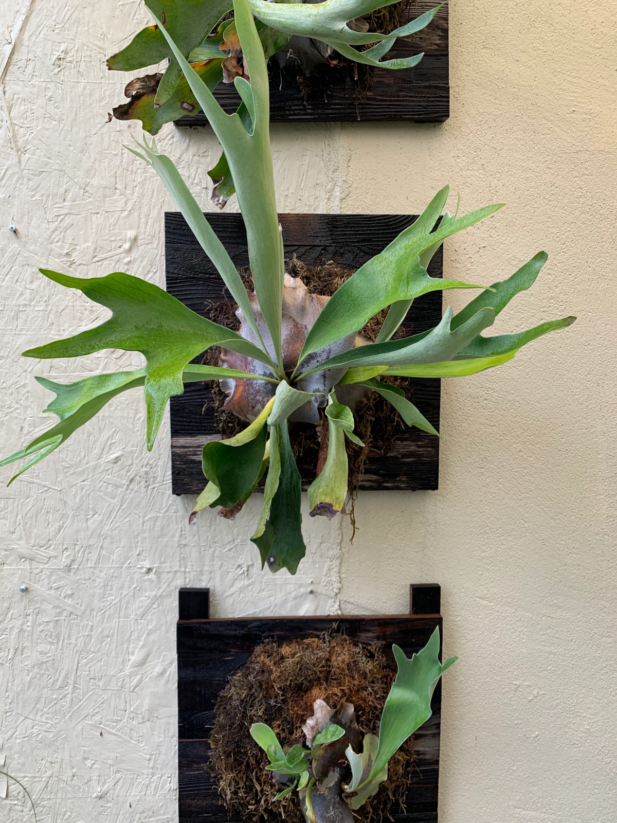 three staghorn ferns on wall