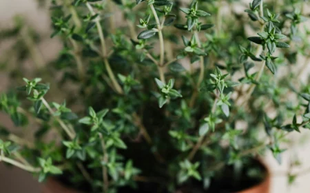 thyme plant in a pot