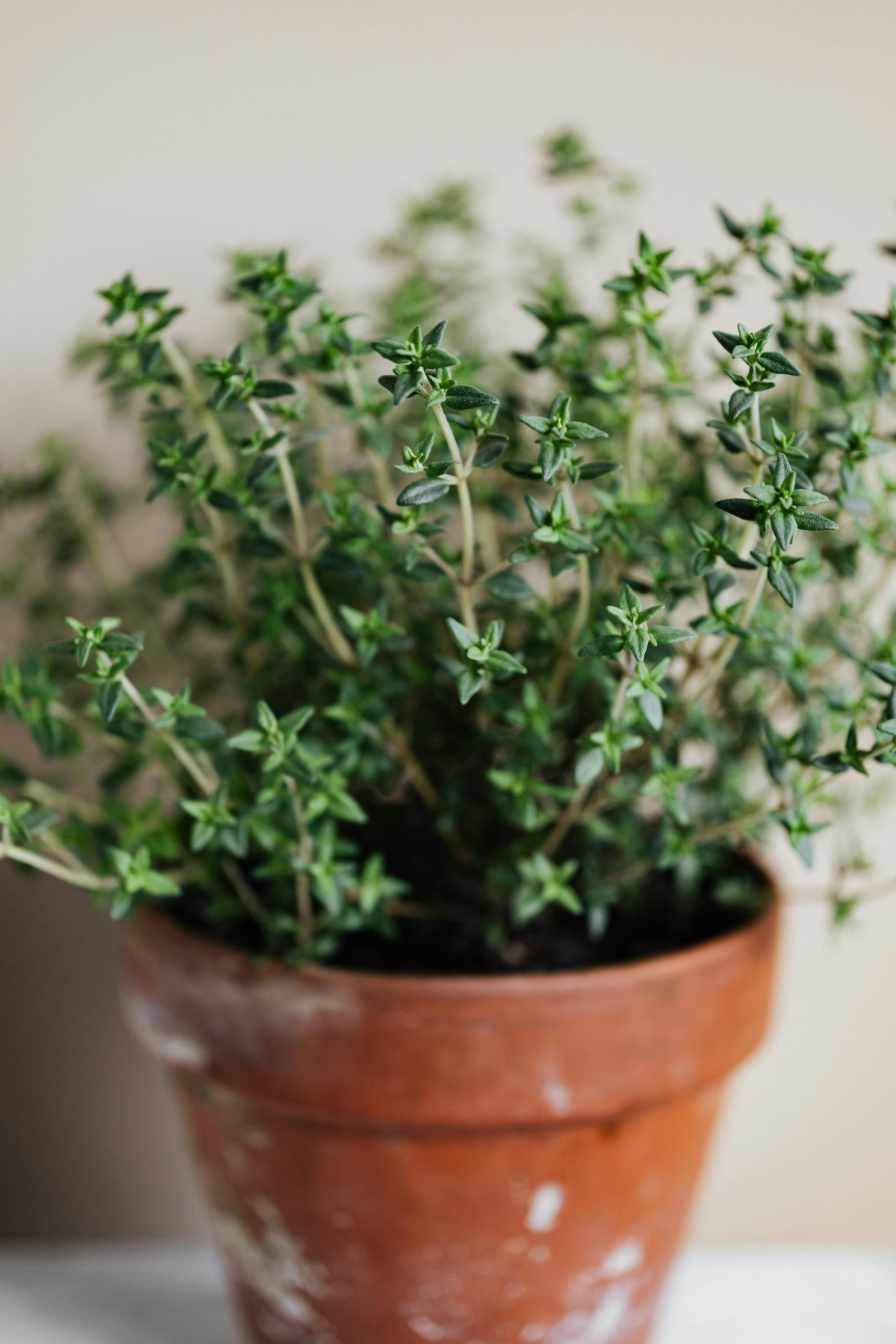 thyme plant in a pot