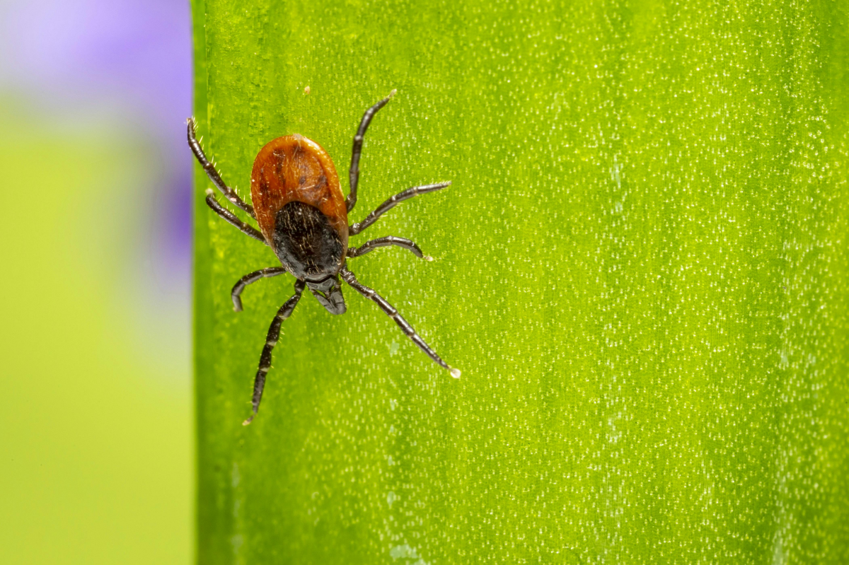 Make Your Own Natural Tick Spray For The Yard