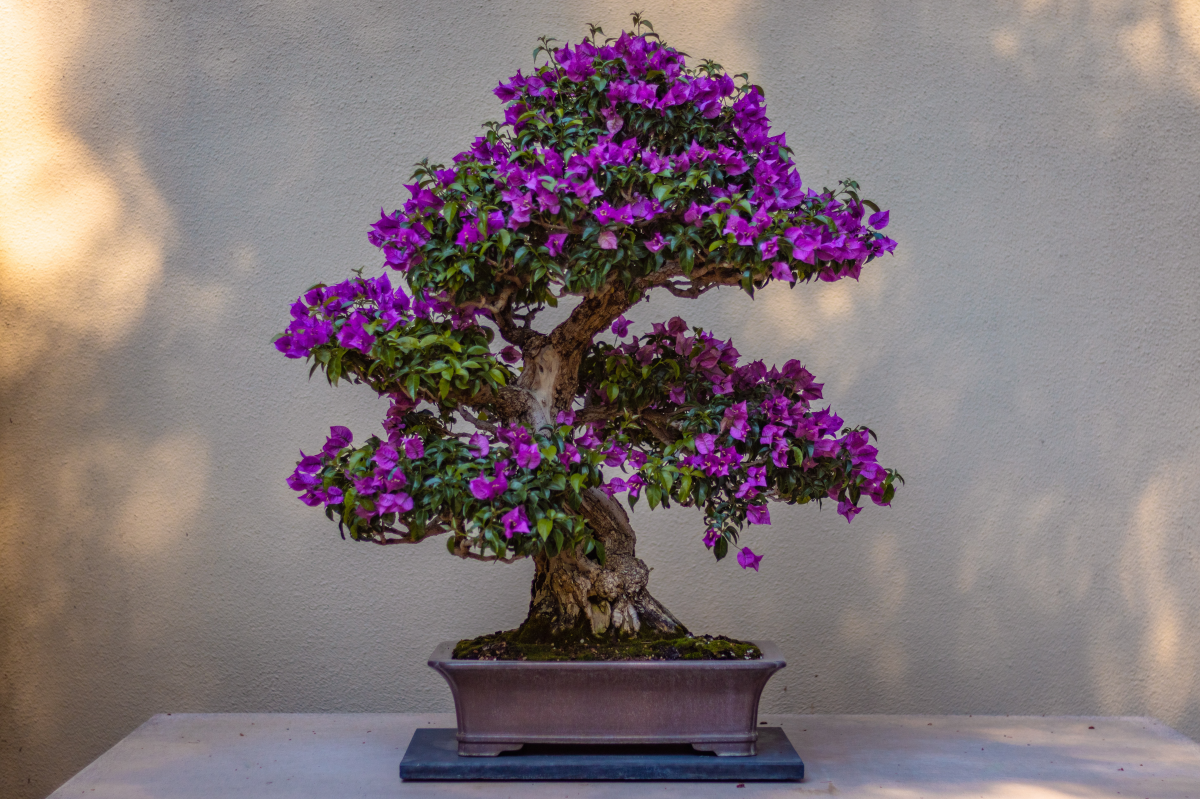 tiny bonsai tree