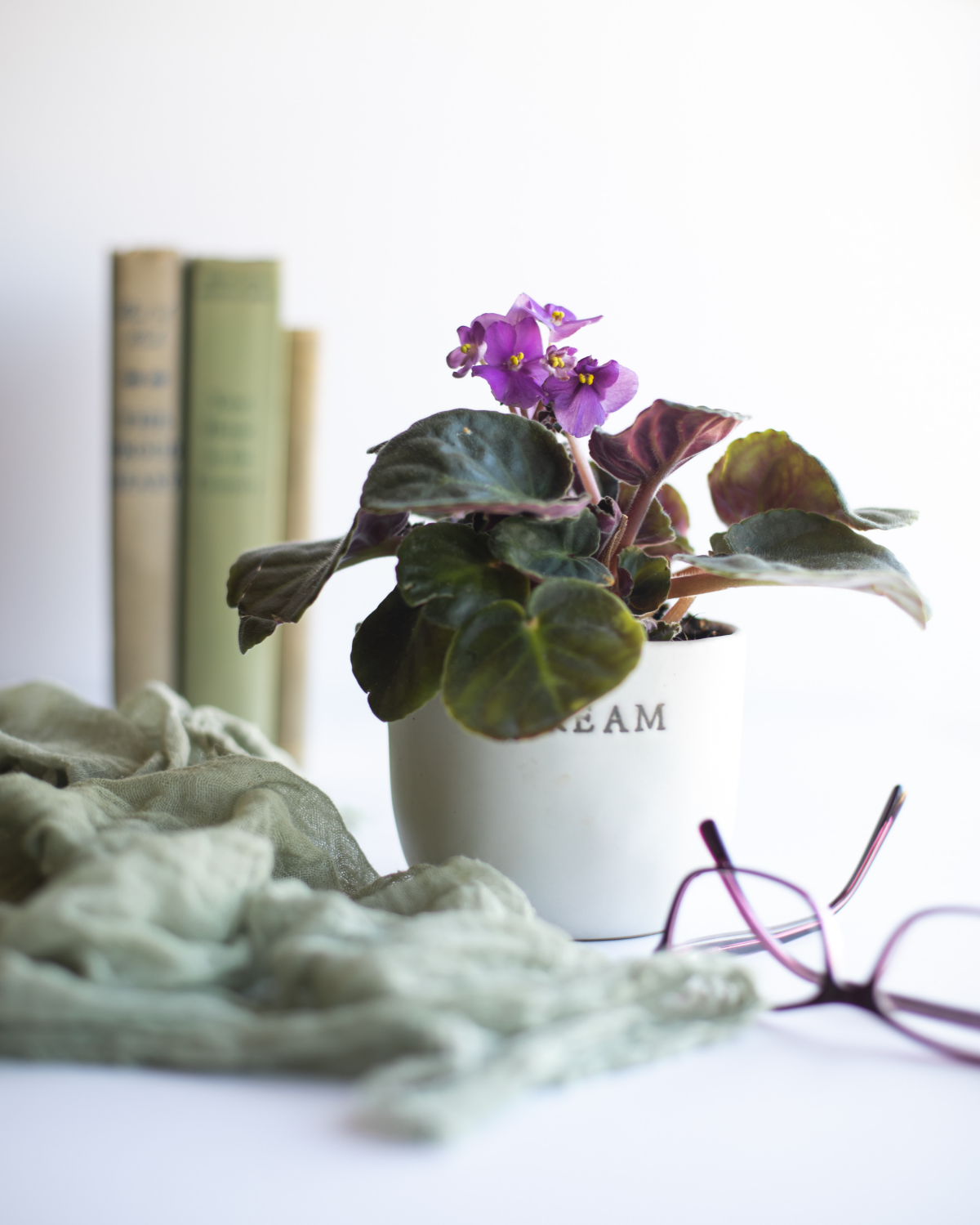 tiny house plant african violet in small pot