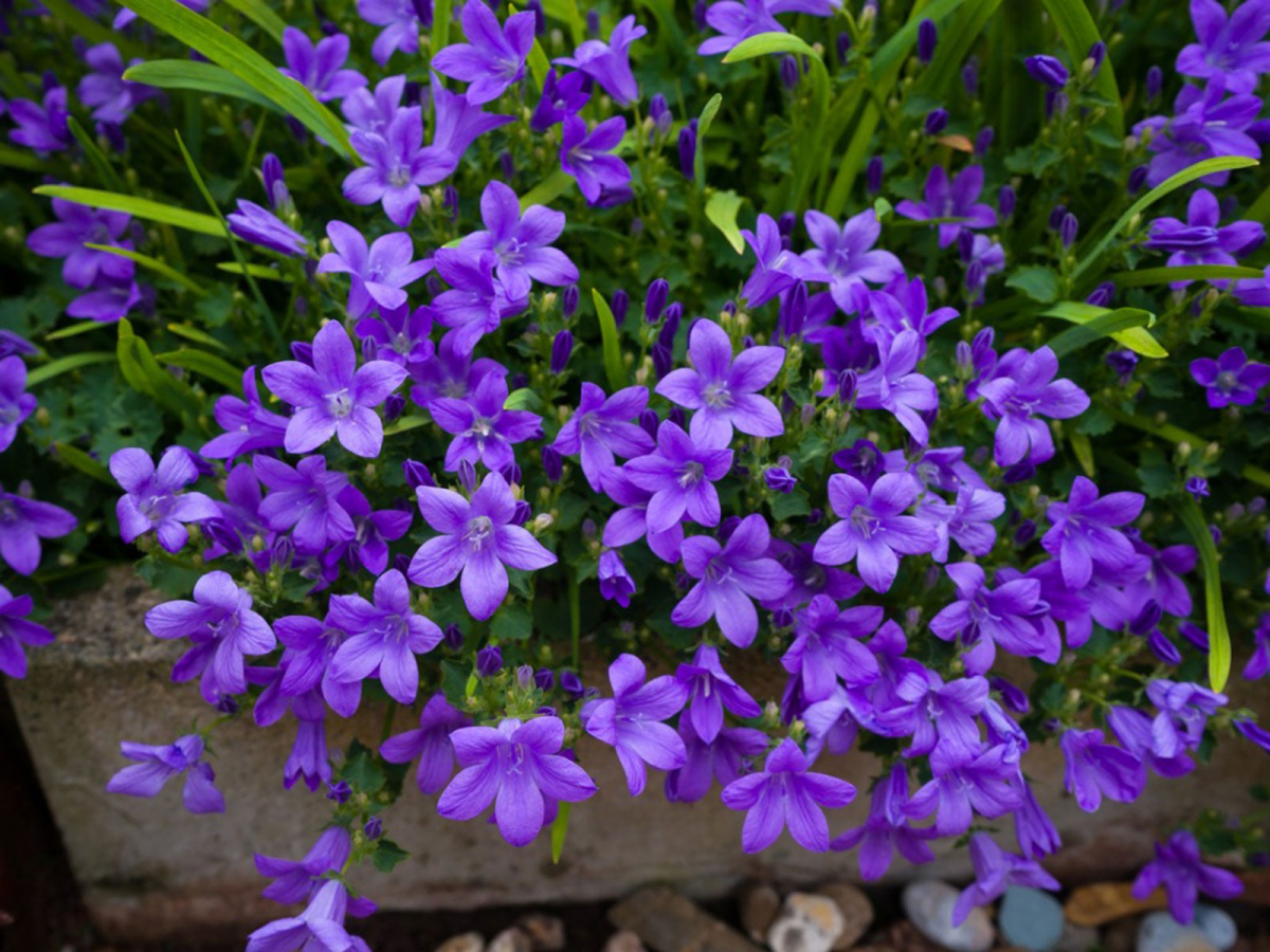 tiny purple bellflowers