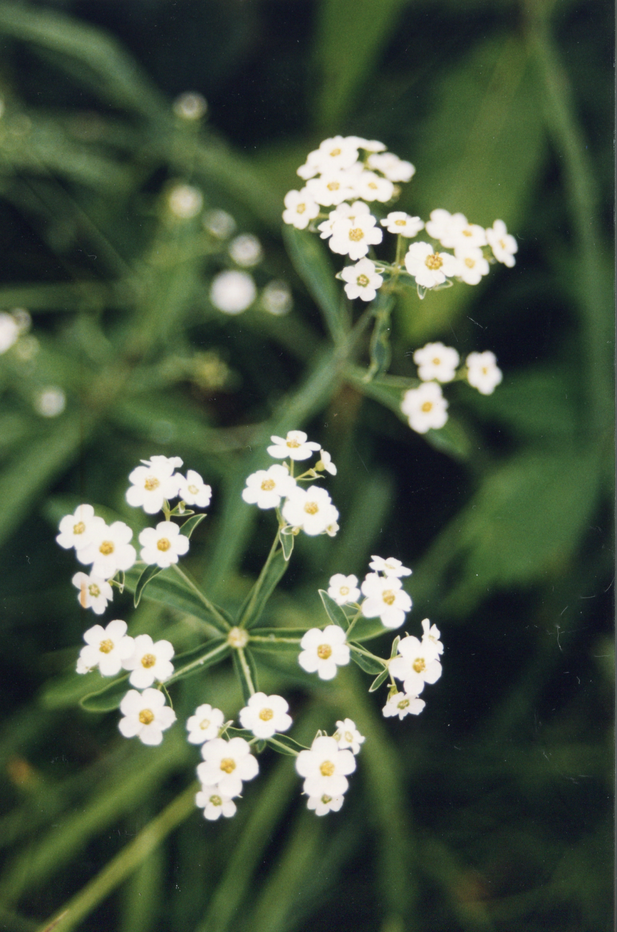 tiny white flowers of baby breath