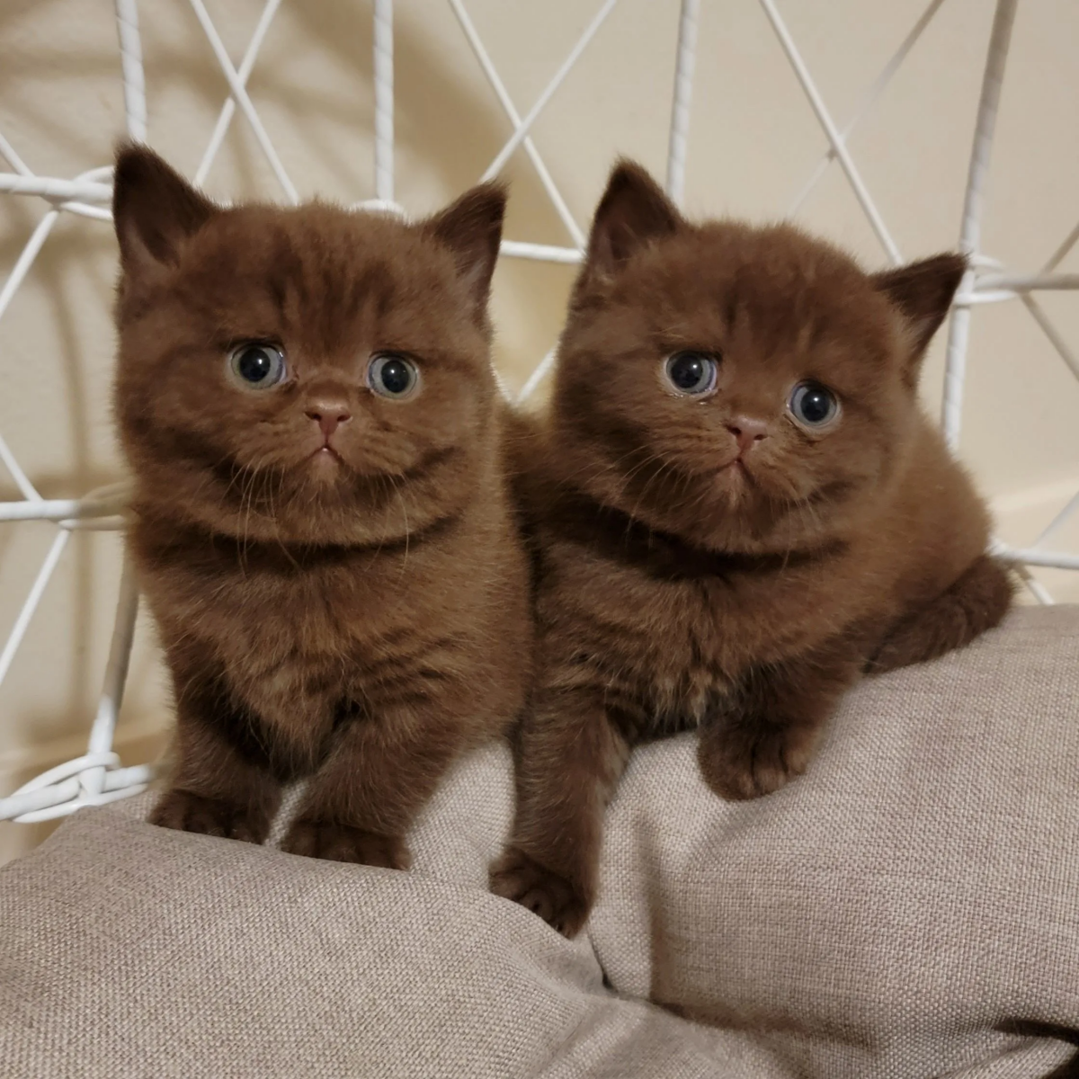 two small kittens british shorthair