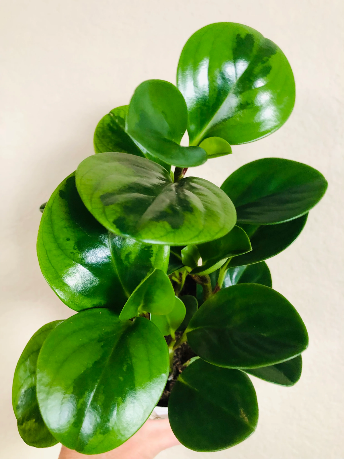 types of peperomia.heic