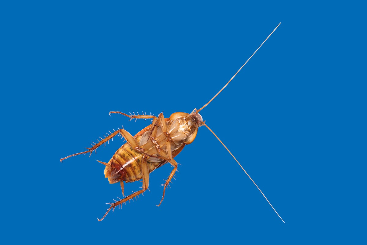 underside of palmetto bug cockroach