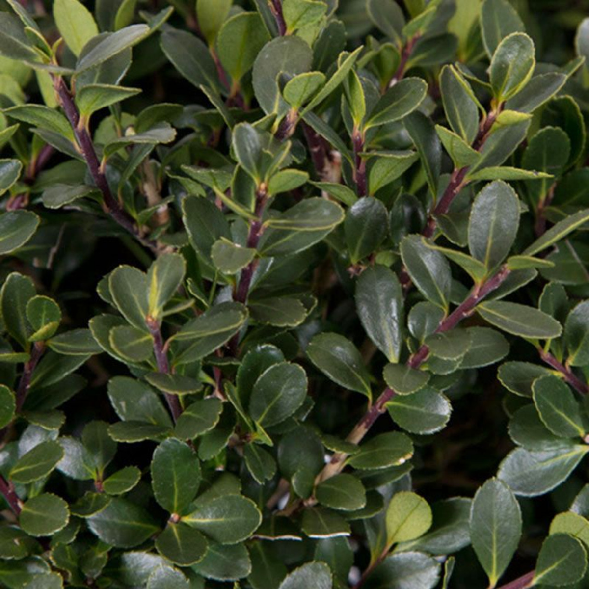 up close of japanese holly leaves