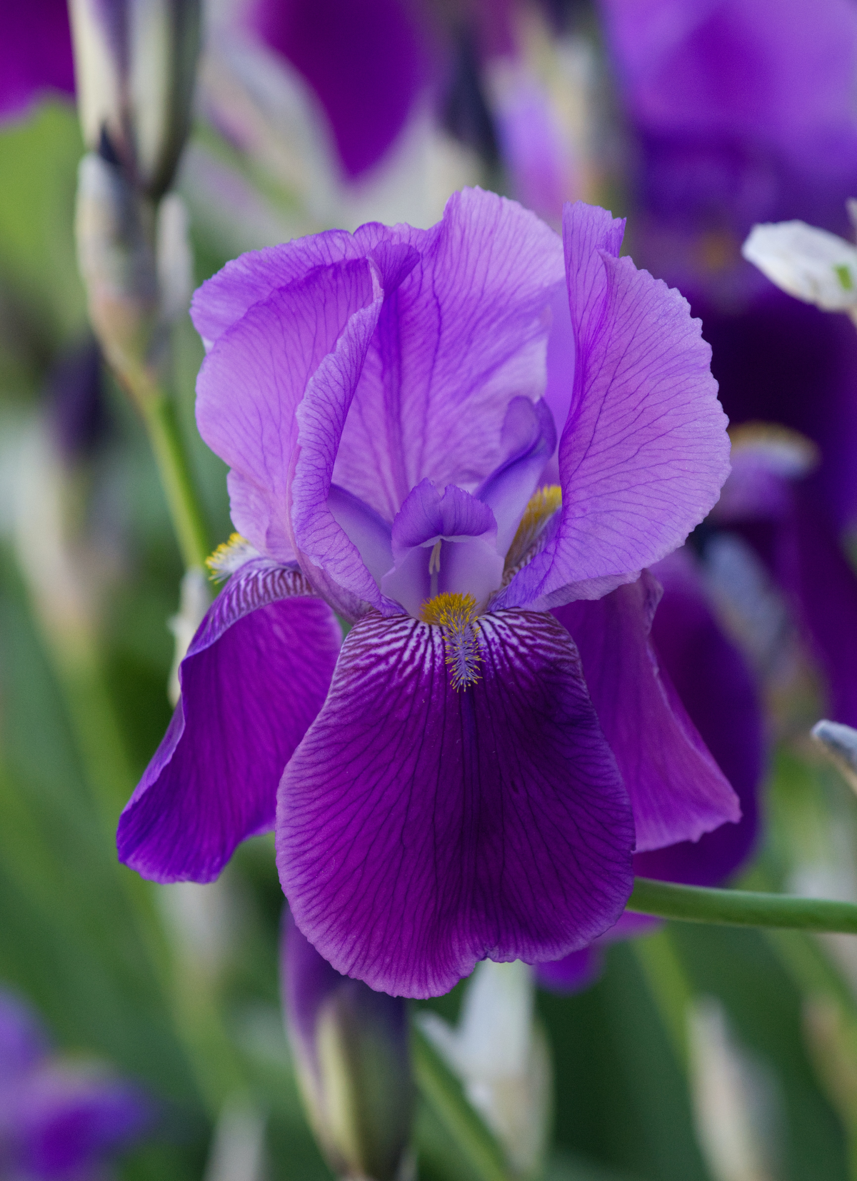 up close purple iris